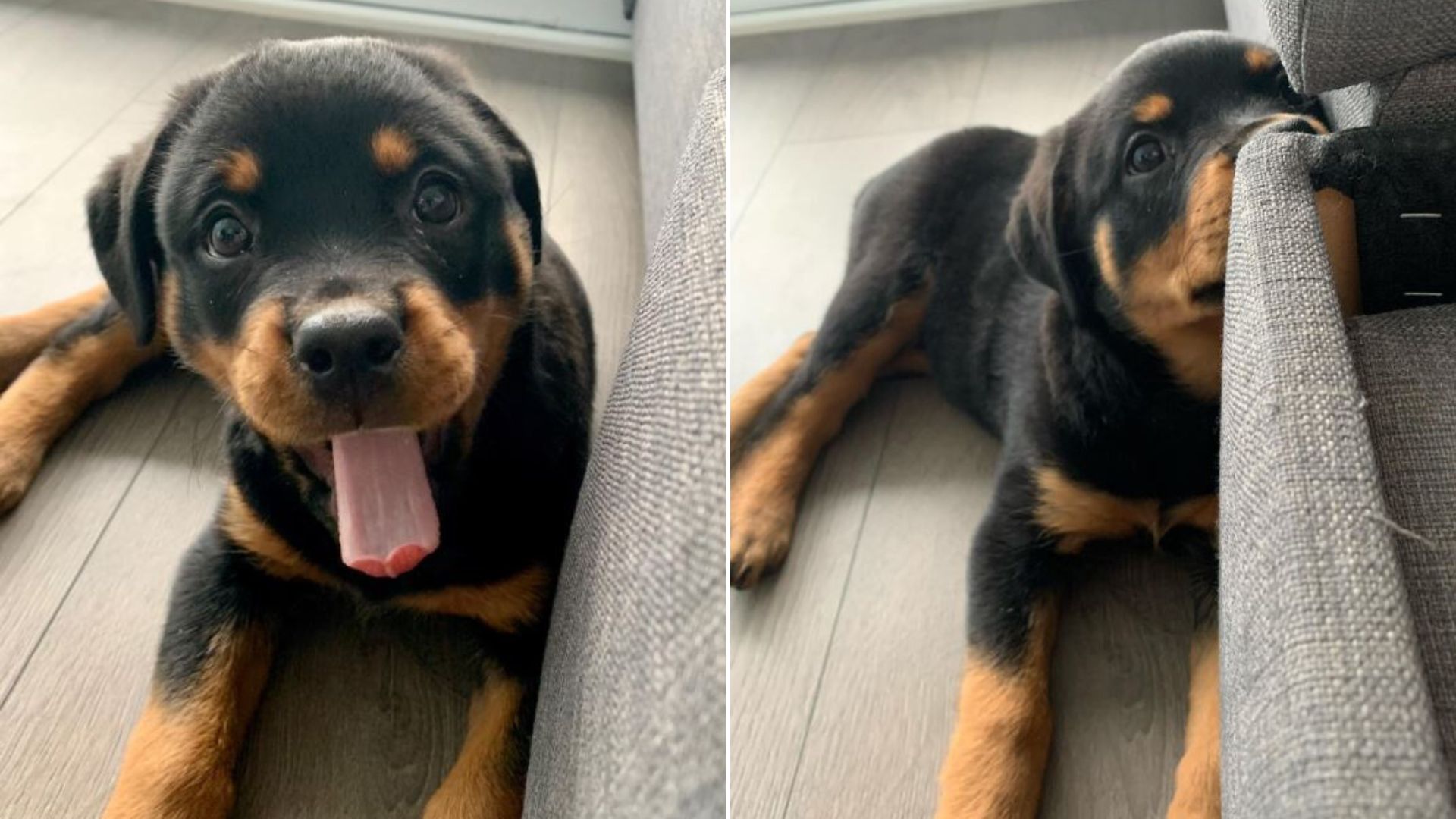 Two “Dangerous” Rottweilers Break All Stereotypes, Make People Fall In Love With Them