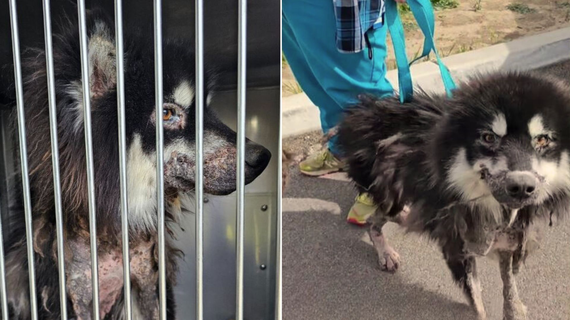 Watch This Severely Neglected Dog Magically Transform Into The Prettiest Husky Boy