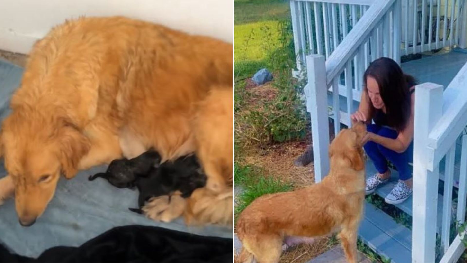 Woman Crawls Underneath Her House In Order To Save An Abandoned Golden Retriever