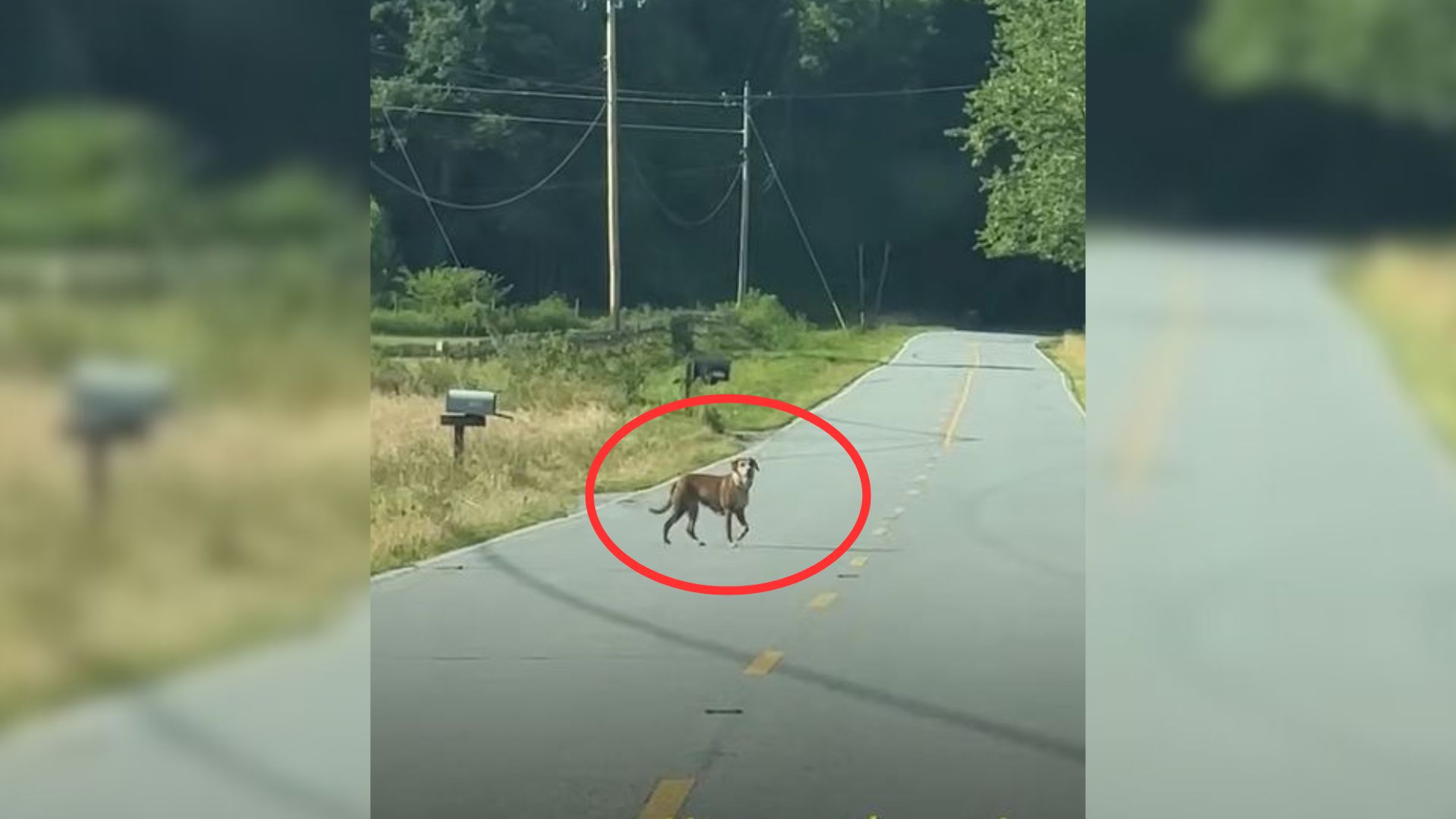 dog on road