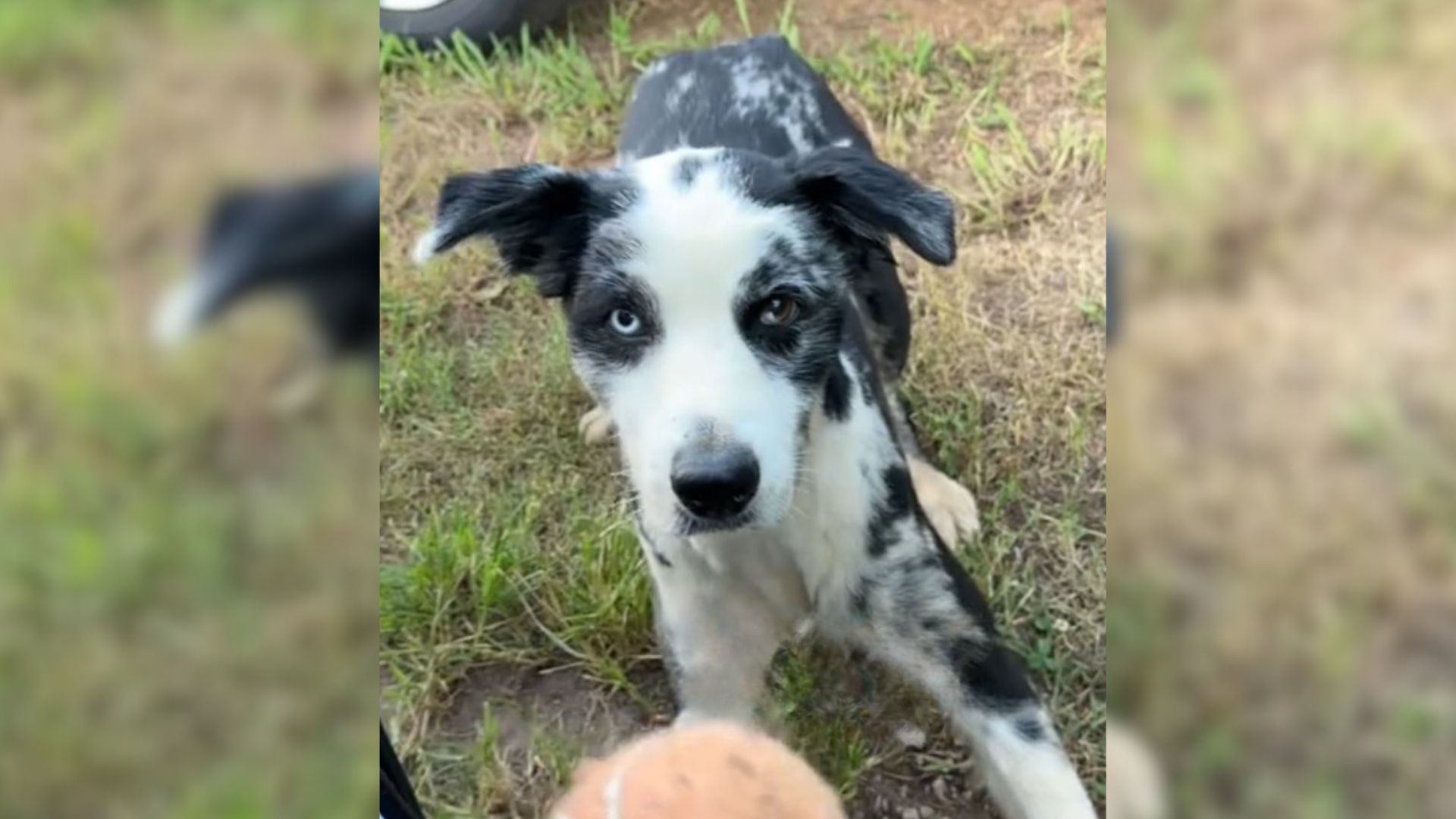 Woman Found A Random Dog In Her Backyard Who Demanded One Simple Request