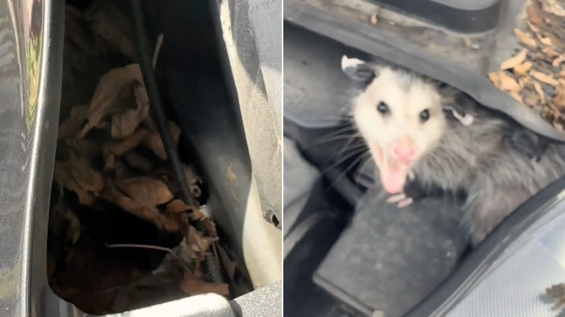 Woman Was Having Her Car Windshield Replaced When She Suddenly Saw A Tail Under The Hood