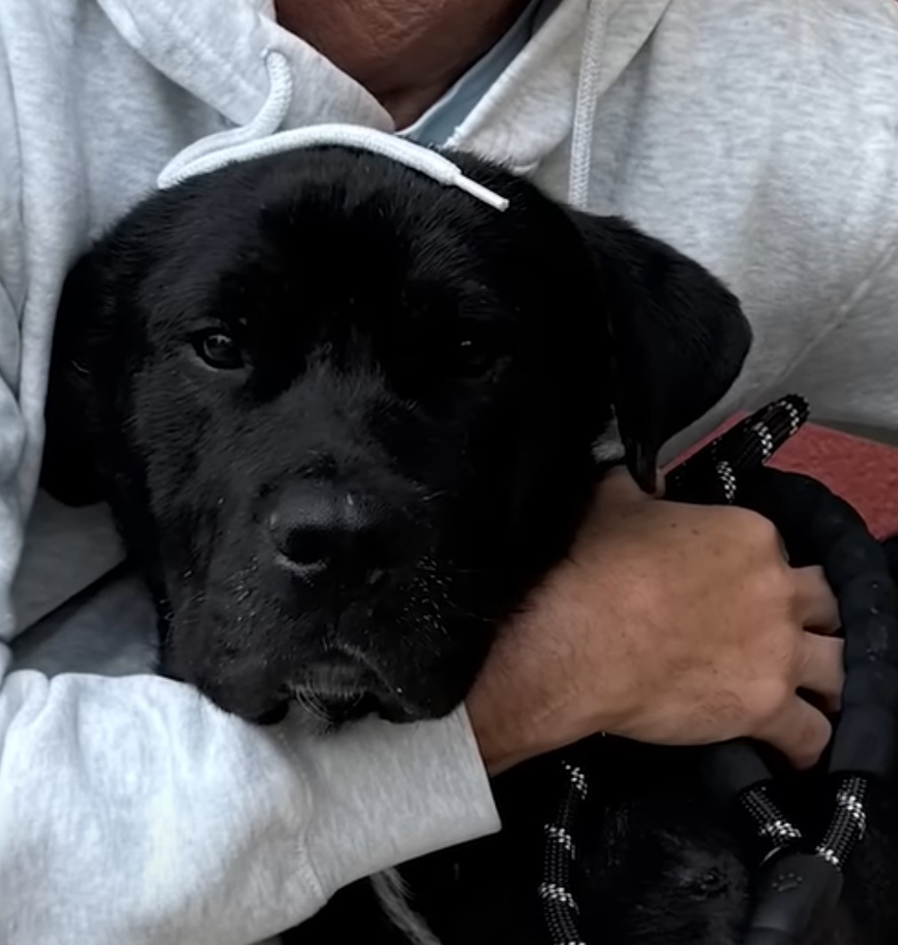 a beautiful black dog in a man's arms