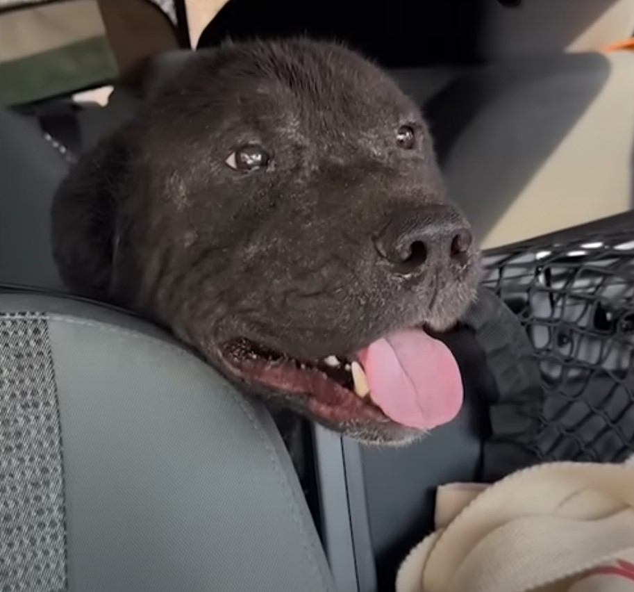 a black dog rides in a car