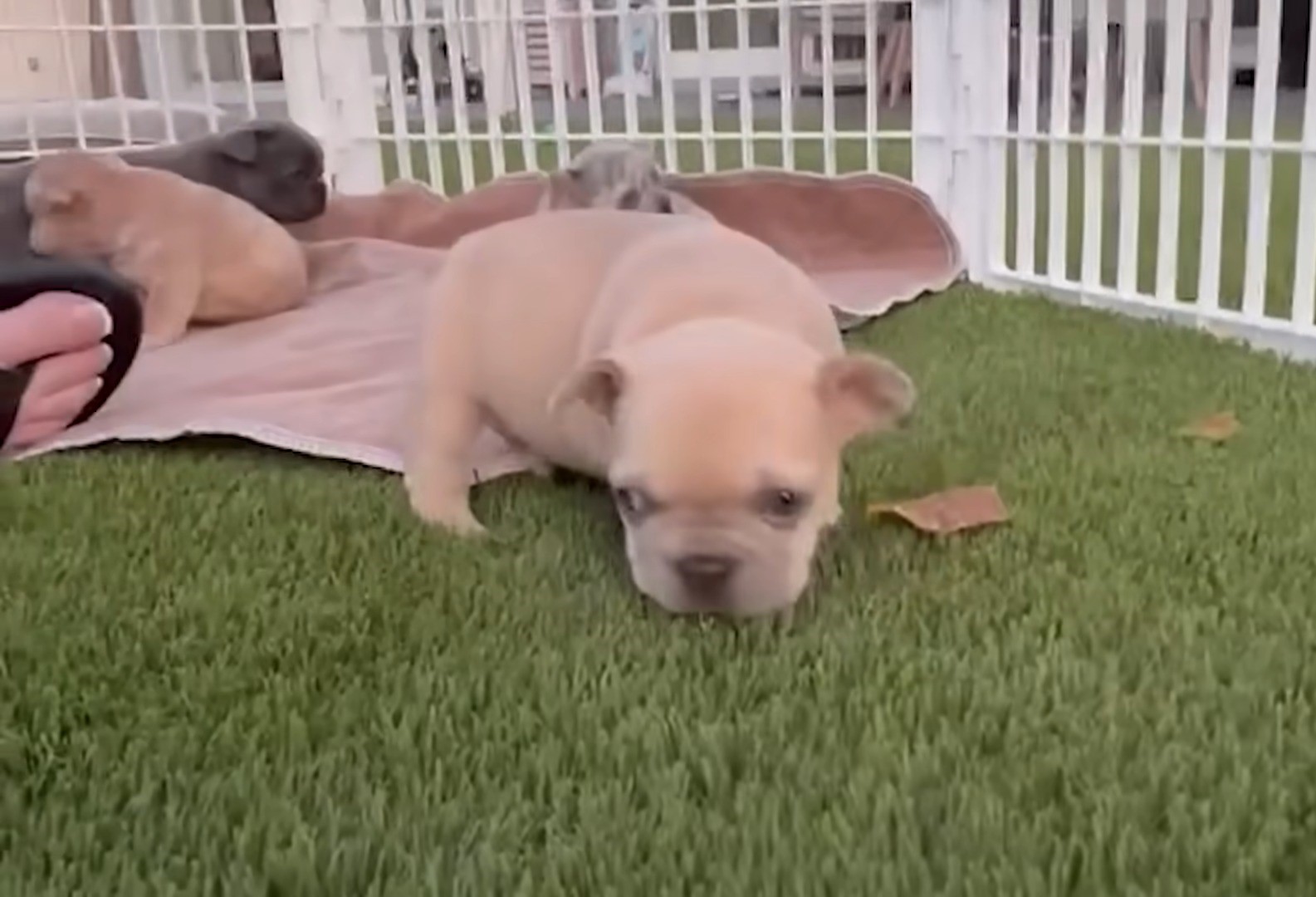 a brown puppy walks on the grass