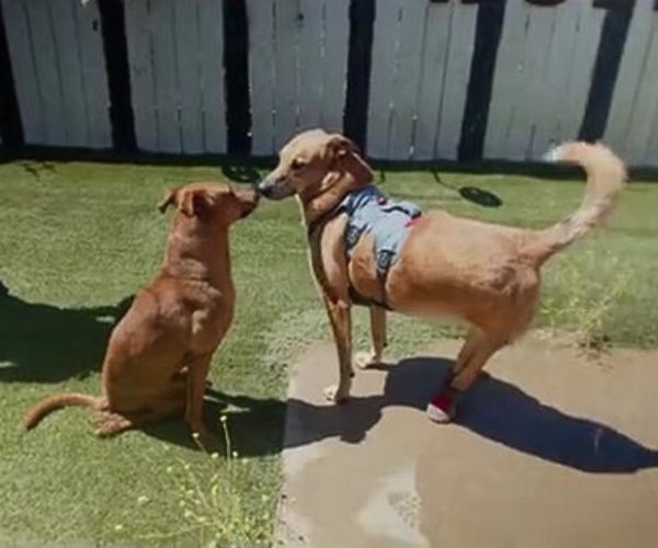 a disabled dog plays with another dog