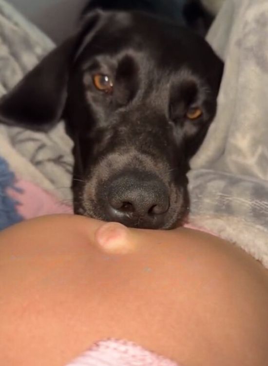 a dog leaning on a pregnant woman's stomach