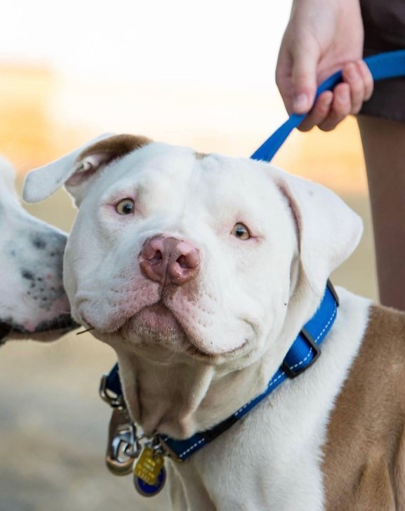 a dog stands on a leash while another dog sniffs it