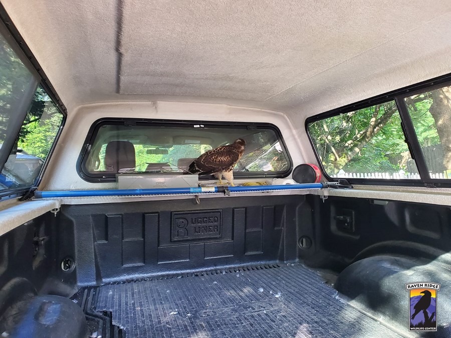 a hawk in a truck