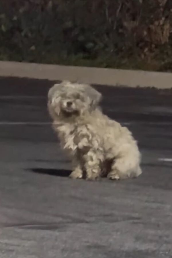 a lone shaggy white dog on the road