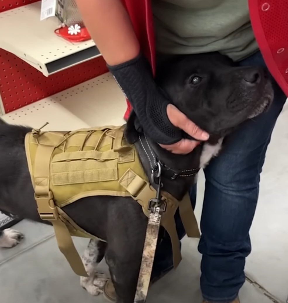 a man petting a dog with a belt