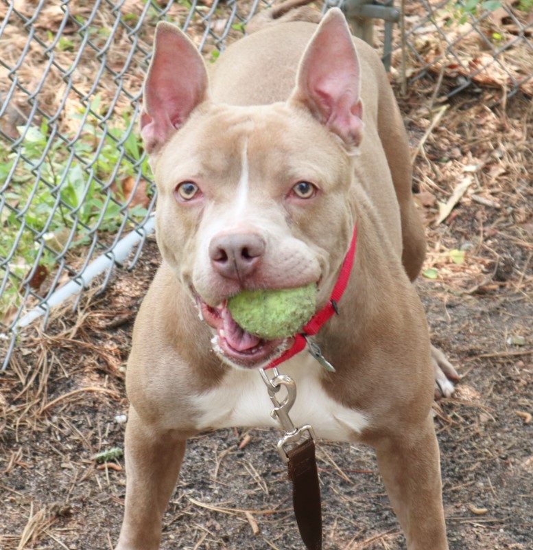 a pit bull with a ball in its mouth