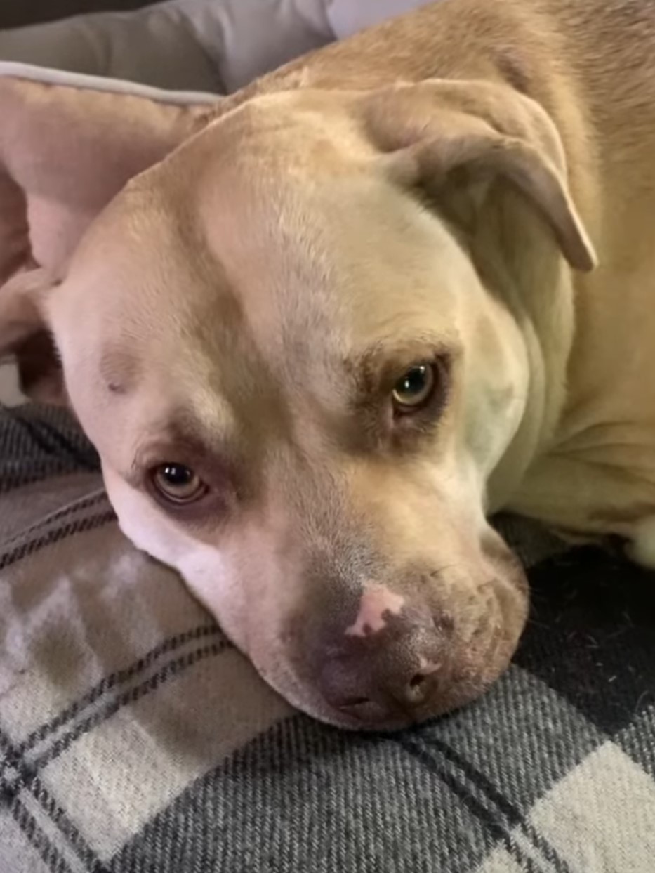 a sad dog lies leaning on a blanket