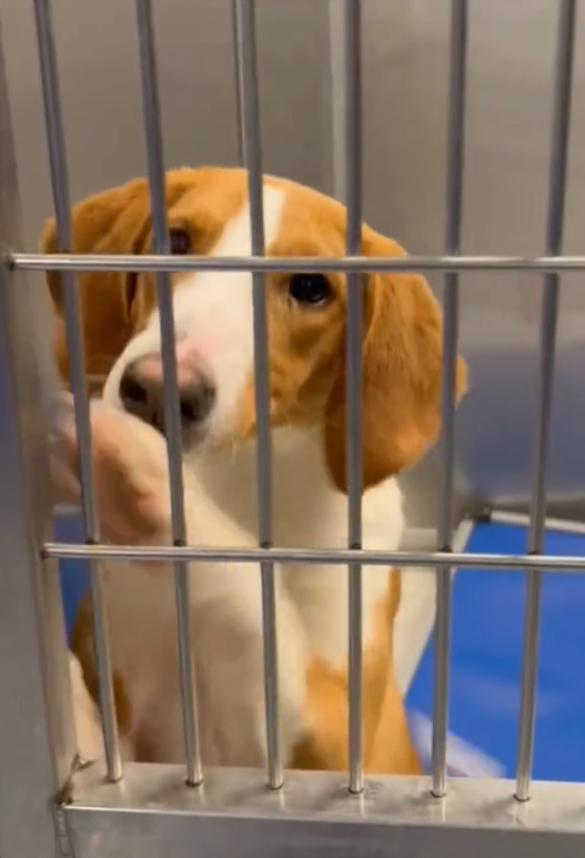 a sad dog looks behind bars