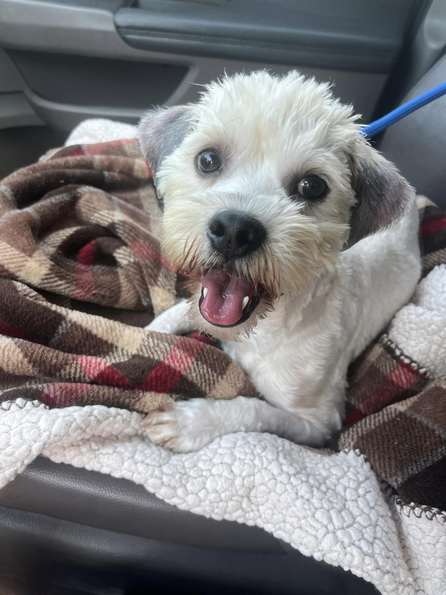 a smiling dog enjoys a car ride