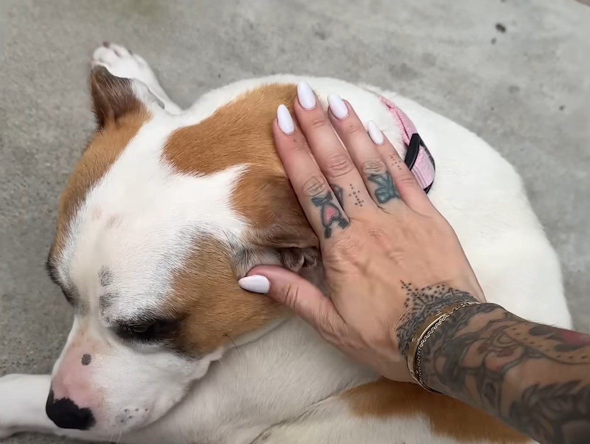 a woman caresses a sad dog