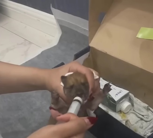 a woman feeds a dog with a syringe