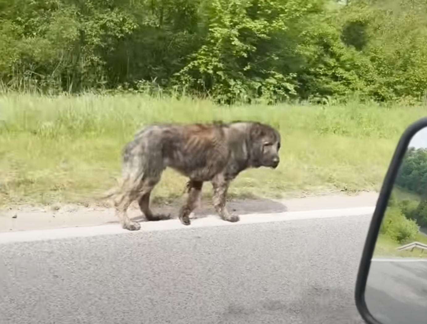 abandoned dog on the road