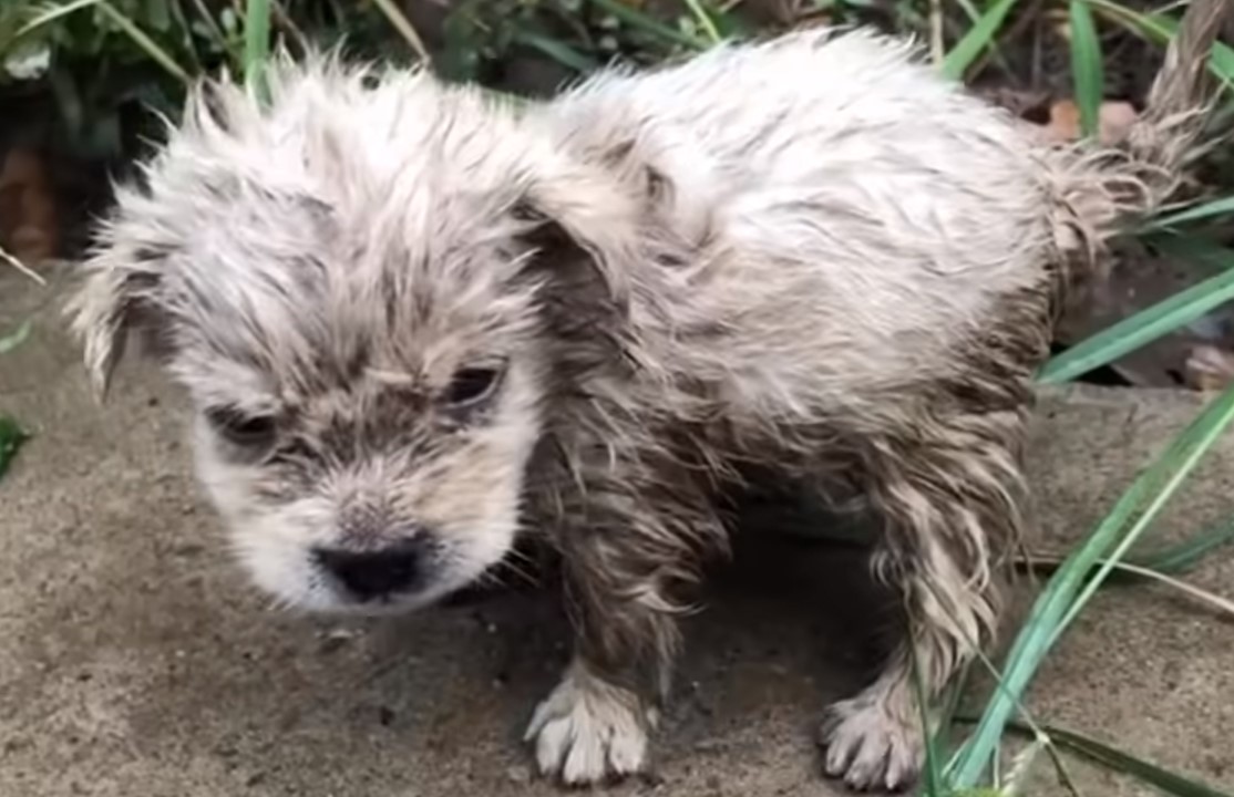 abandoned frozen puppy