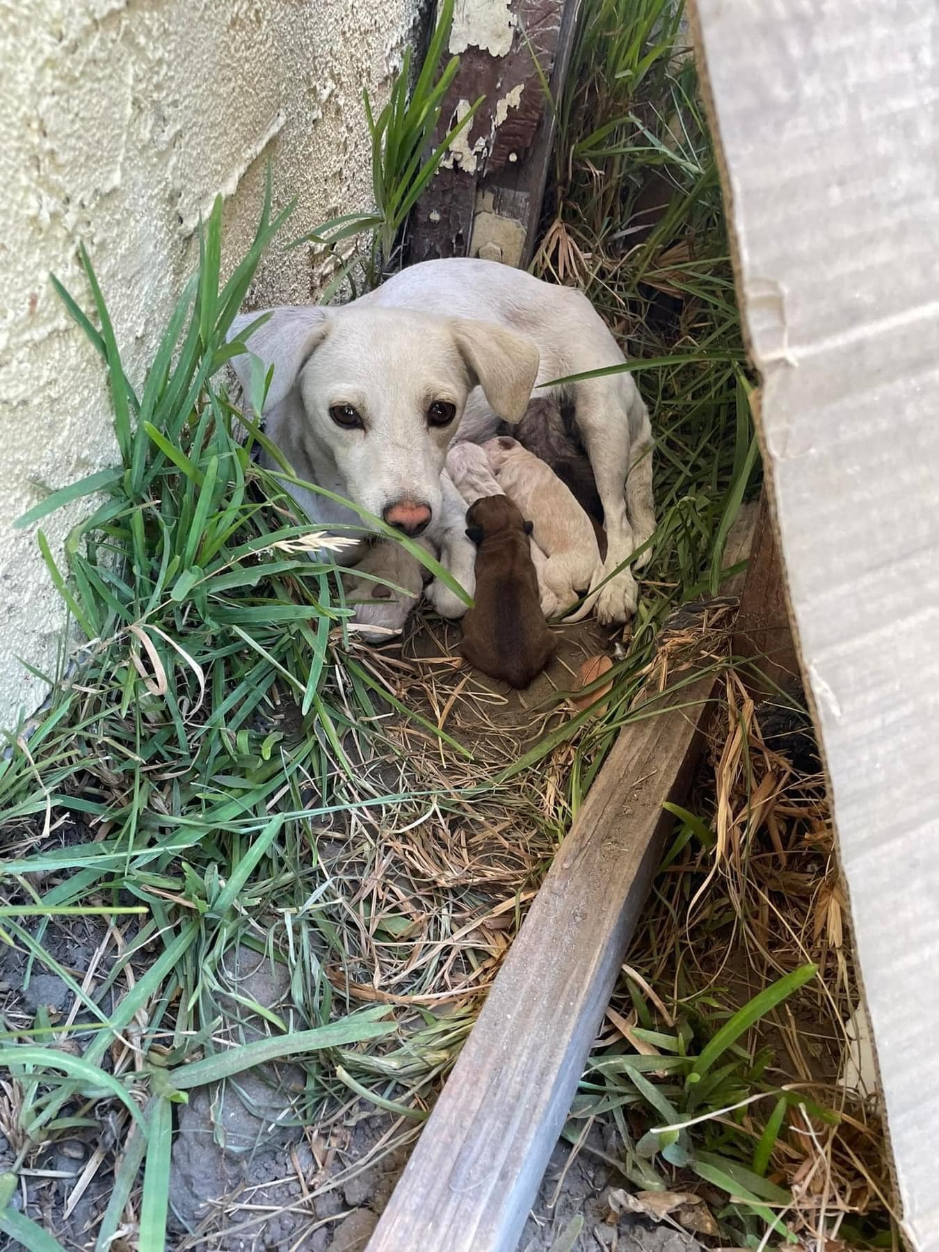 abandoned mother dog