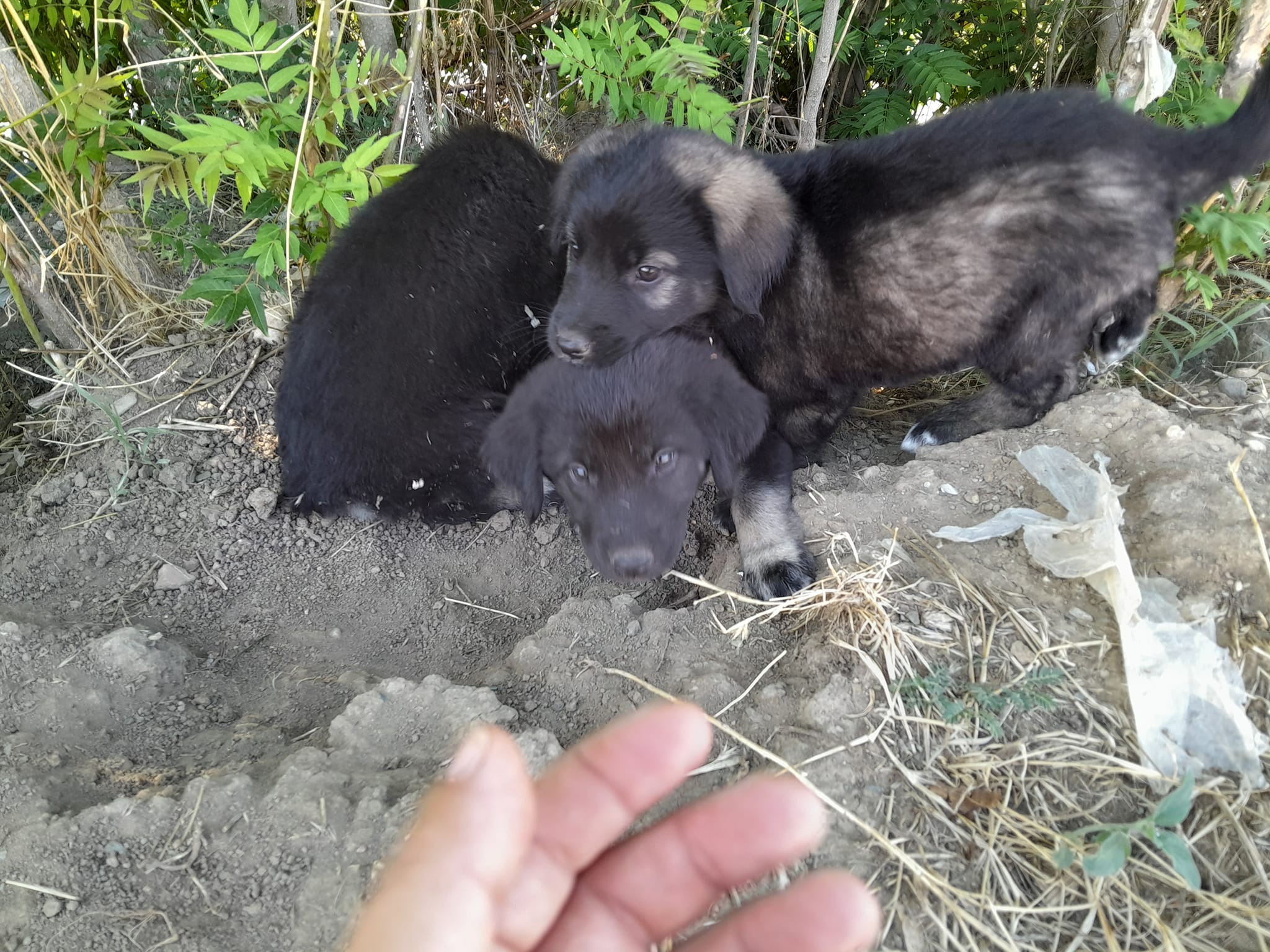 abandoned puppies found by man