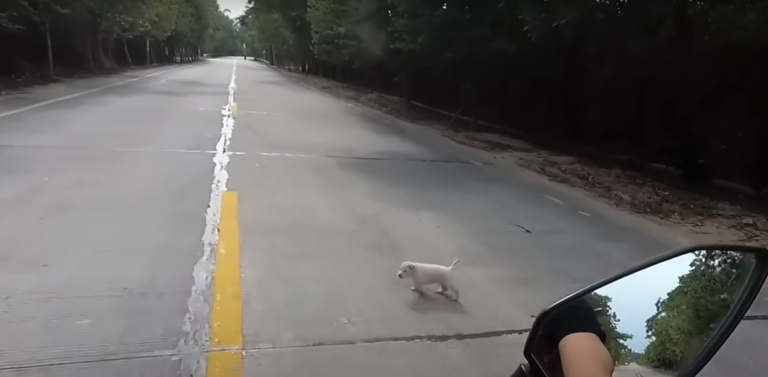 abandoned puppy on the road