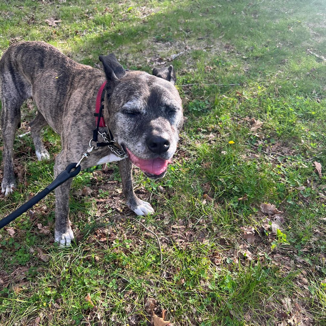 adopted dog on a leash