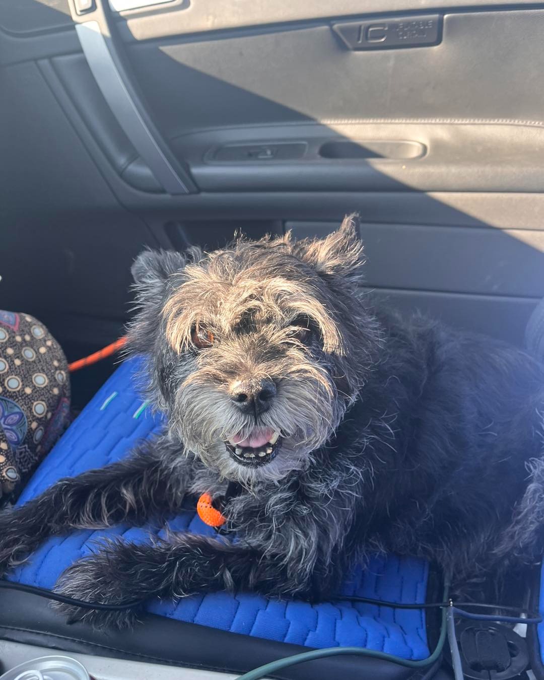 adorable dog in car