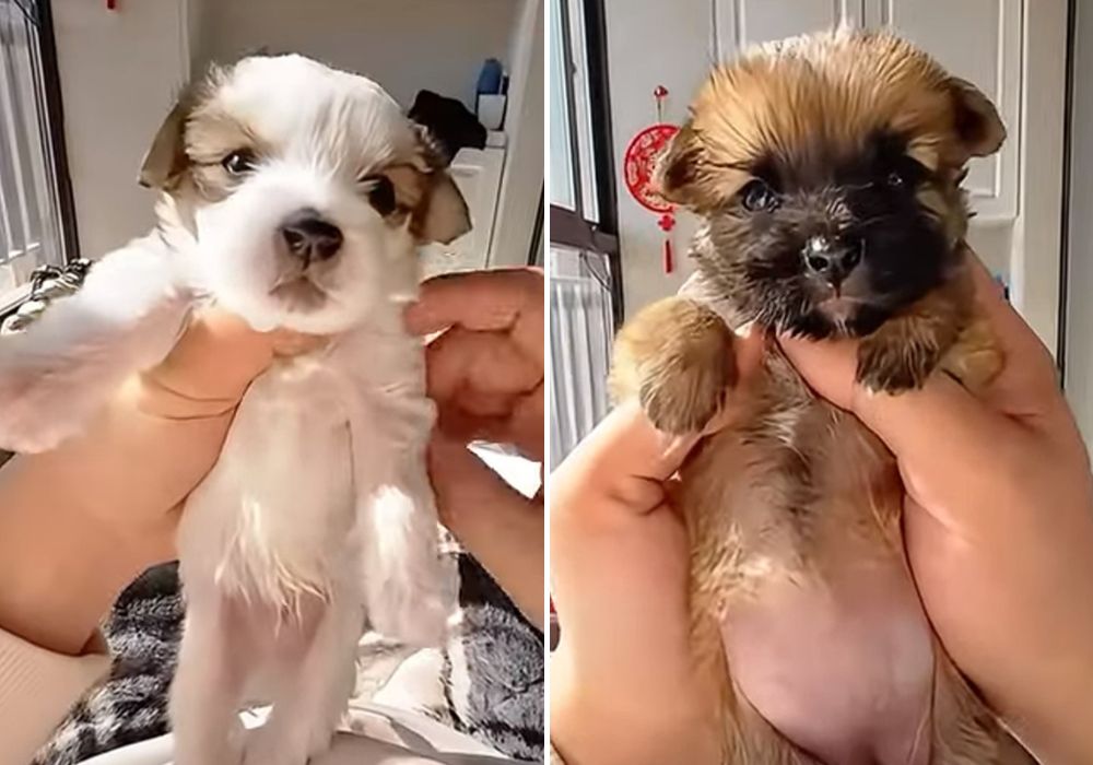 adorable puppies