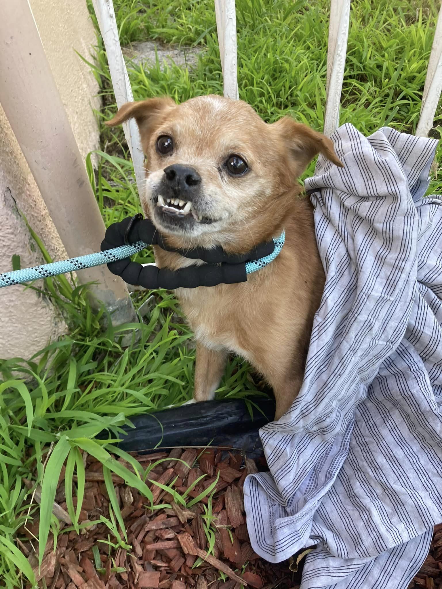 angry abandoned dog