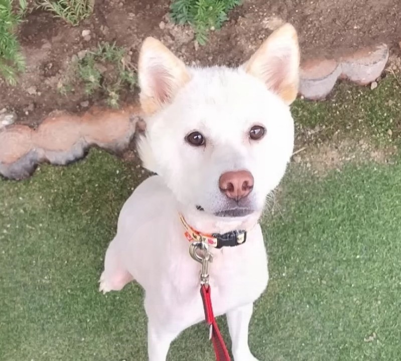 beautiful white dog sitting still