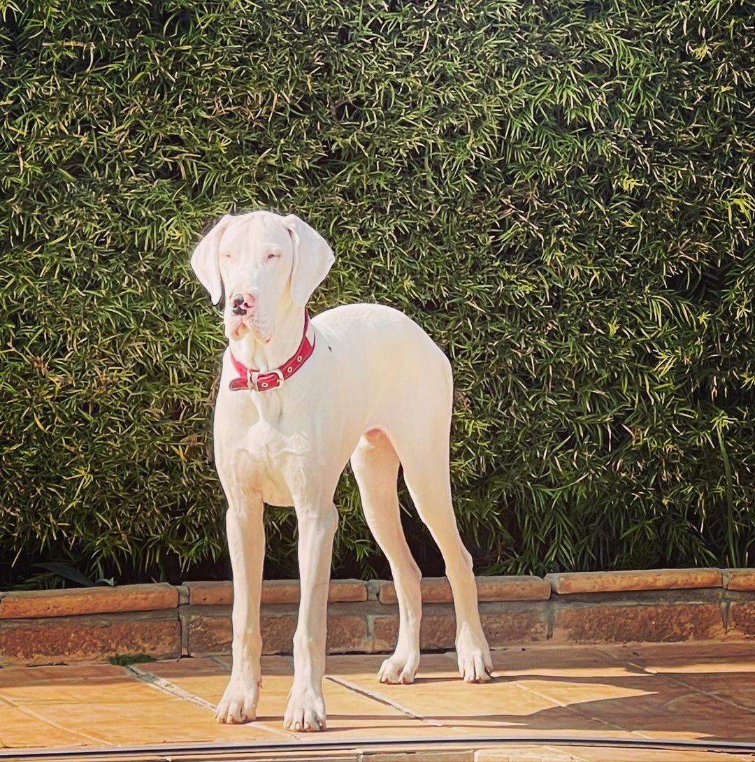 big white dog standing