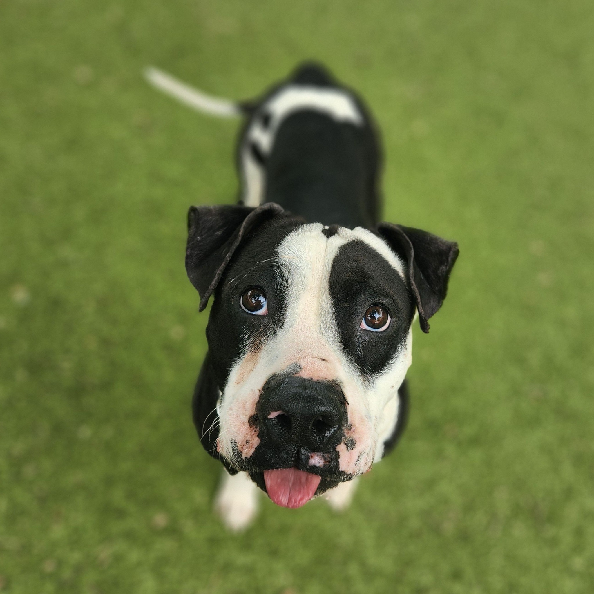 black and white dog looking up