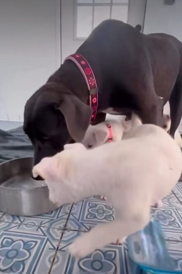 black dog and white puppies