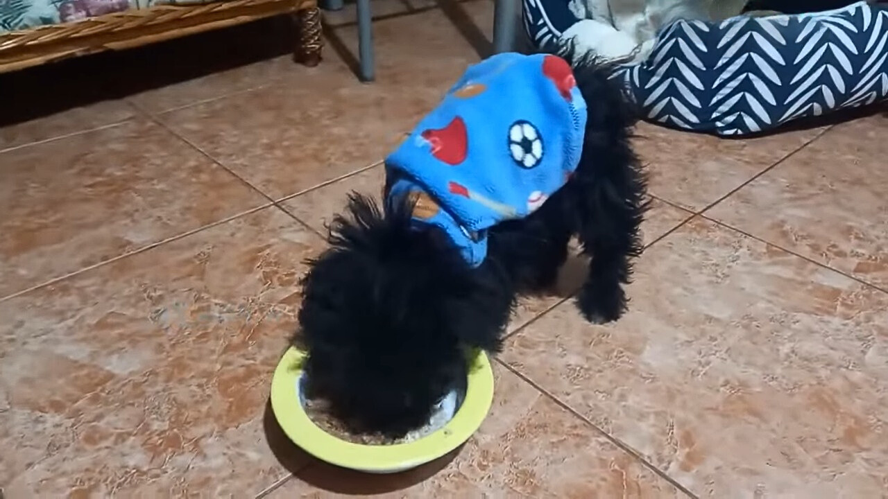 black dog eating