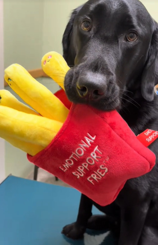 black dog holding a pliss fries