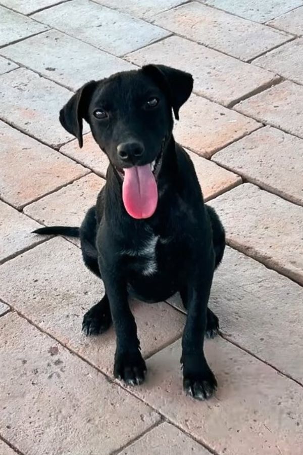 black dog sitting on brick floor