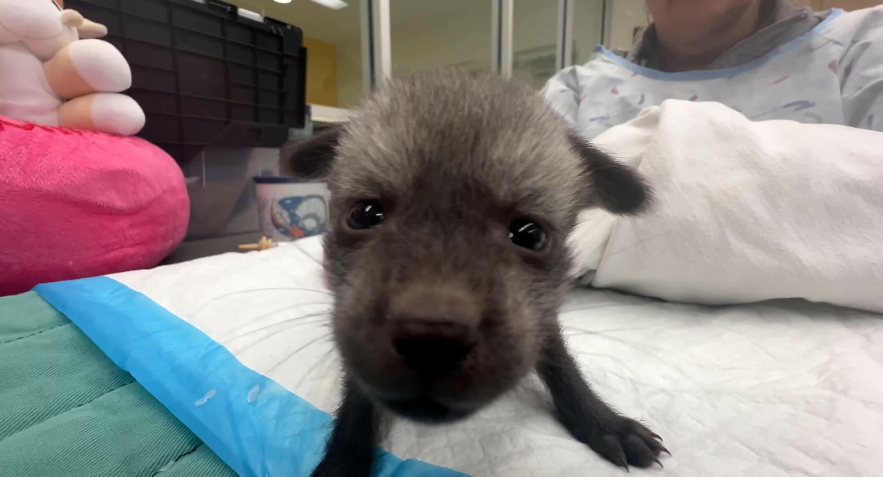 black newborn puppy