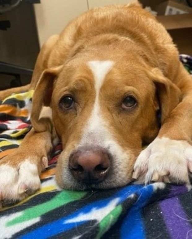 brown and white dog lying on colorful blanket 