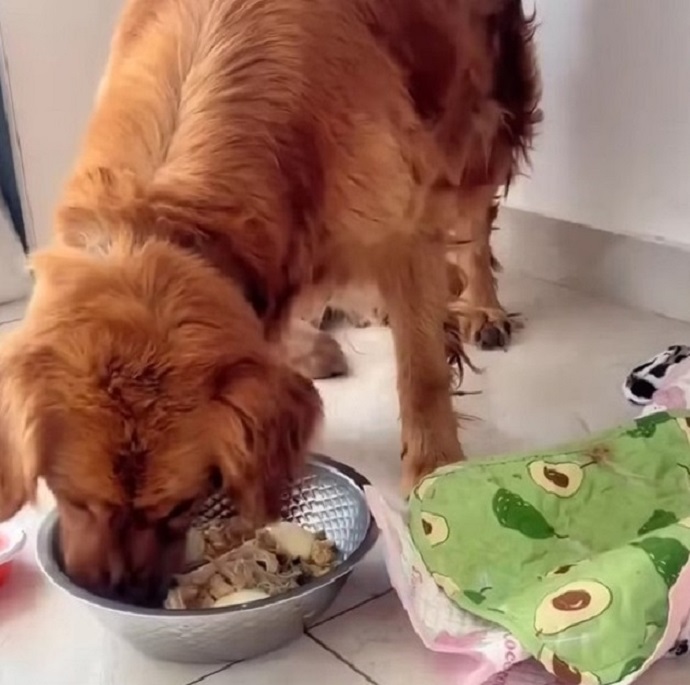 brown mother dog eating