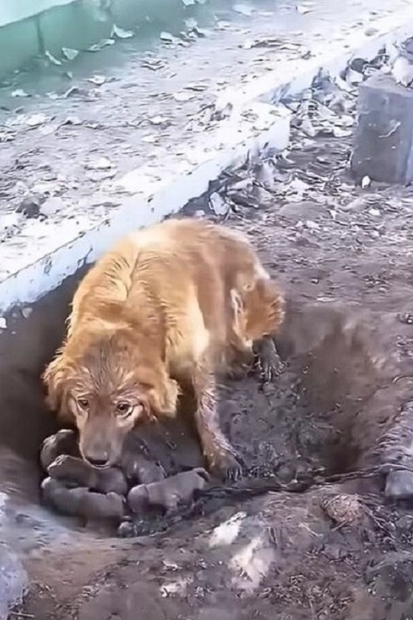 chained mother dog