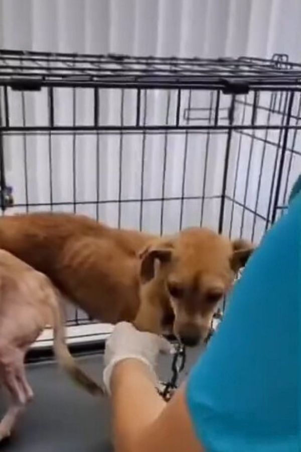 chained puppies in a cage