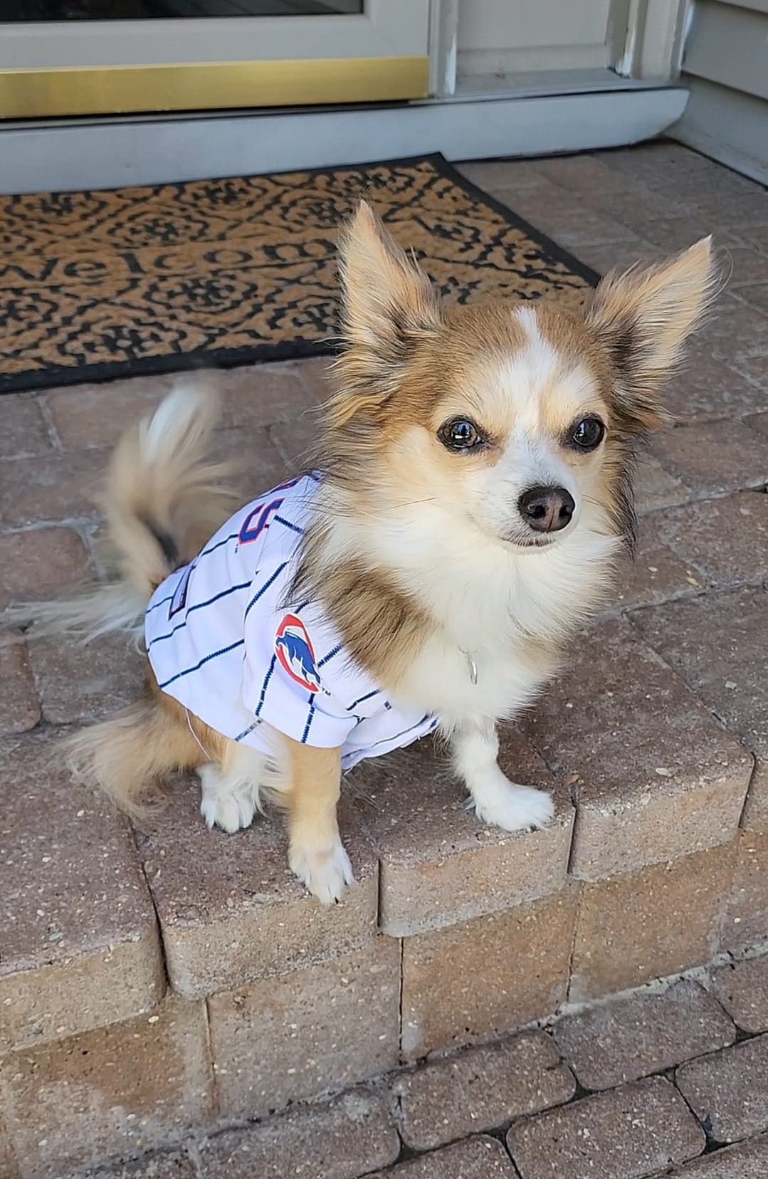 chihuahua wearing a shirt