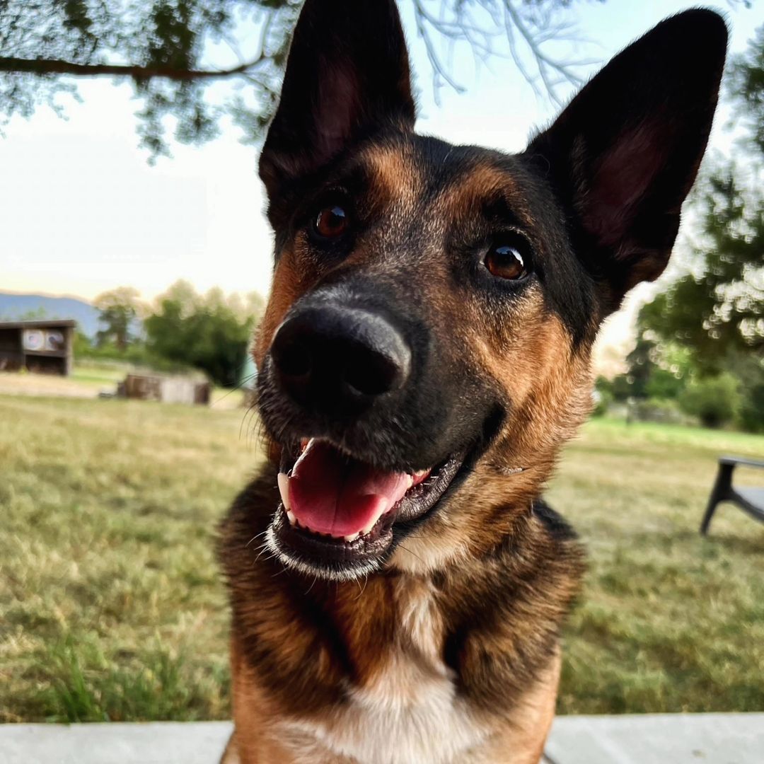 close-up photo of a dog