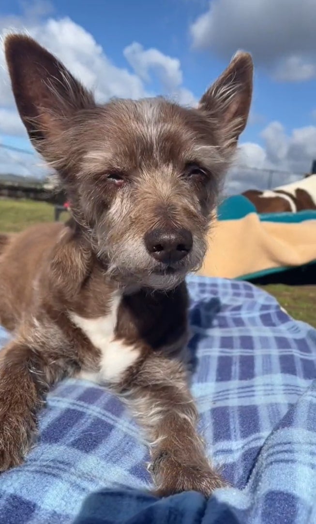 close view of cute dog