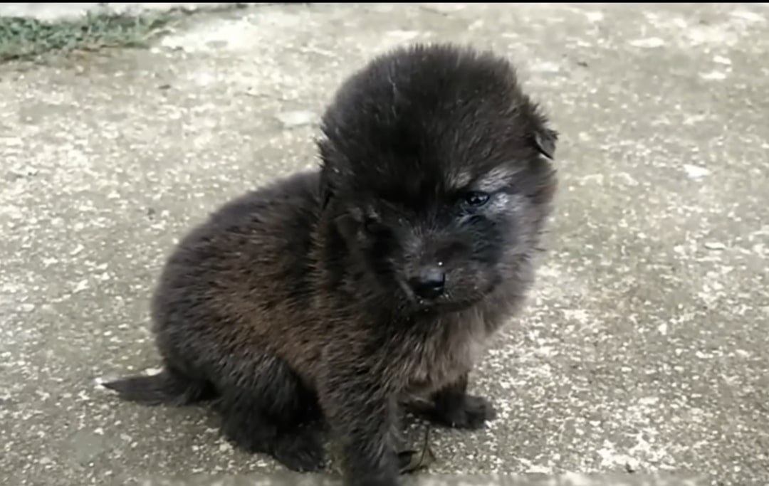 cute black puppy sitting on the sidewalk