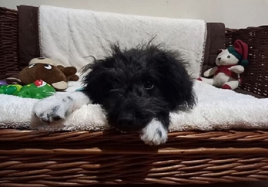 cute dog laying on wooden chair