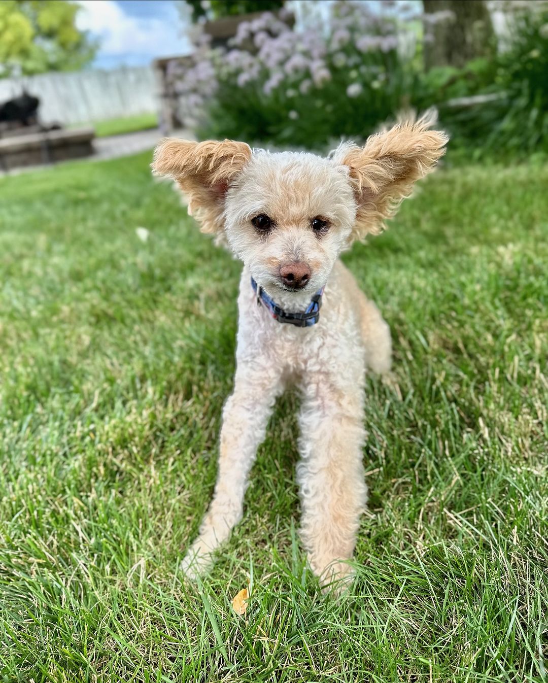 cute dog on the grass