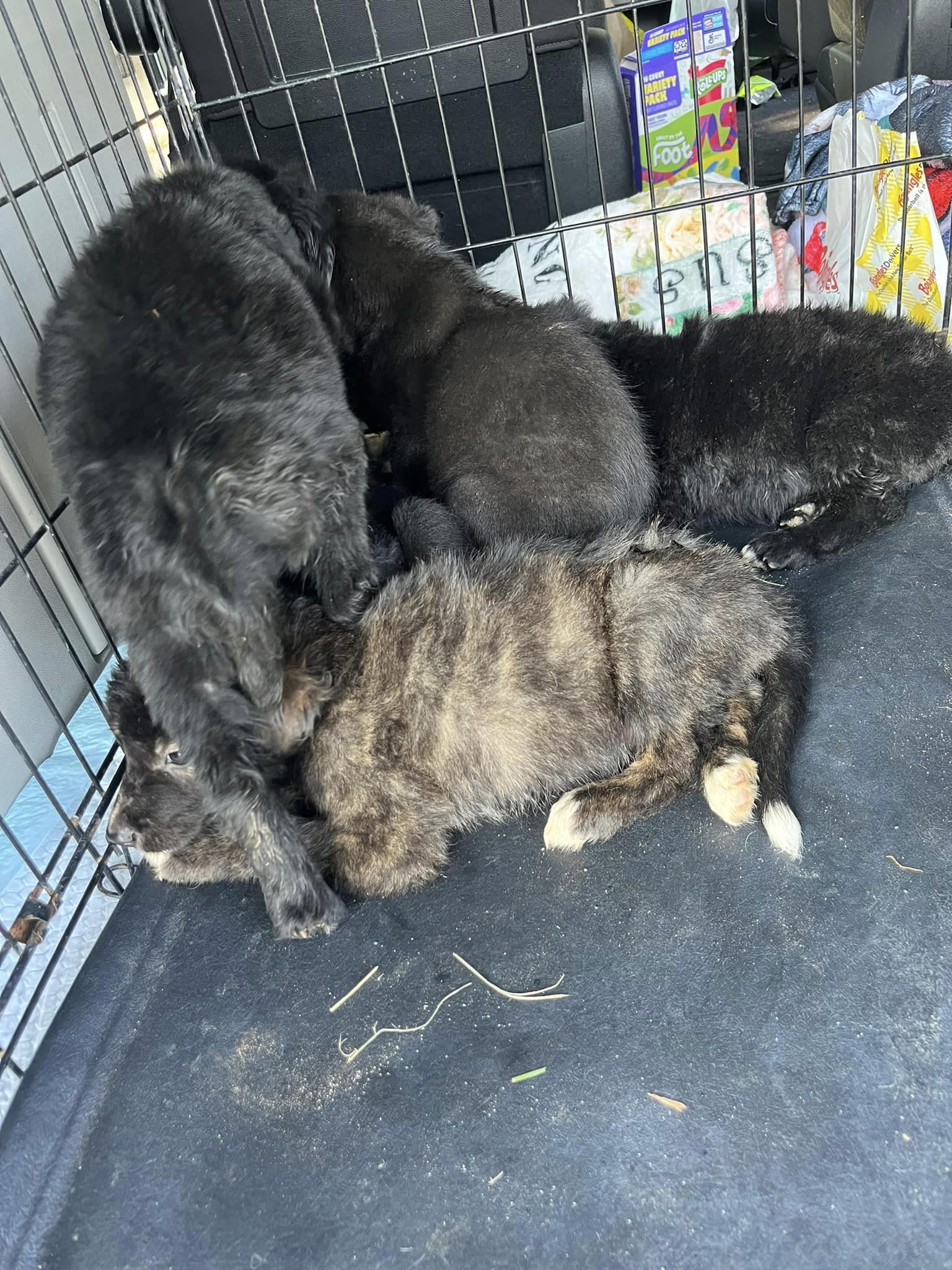 cute puppies in cage