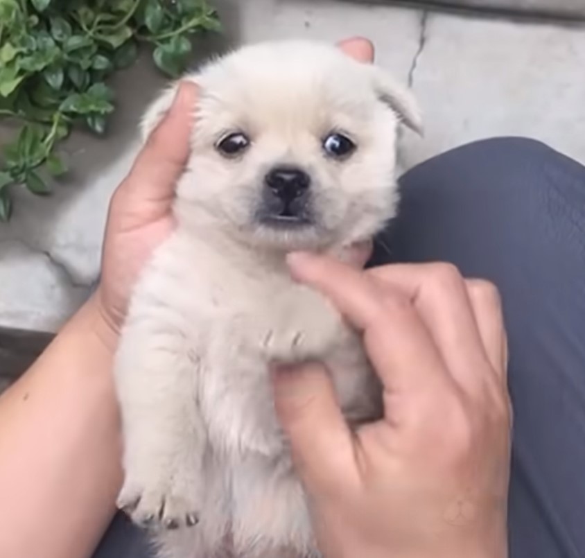 cute puppy enjoys being cuddled